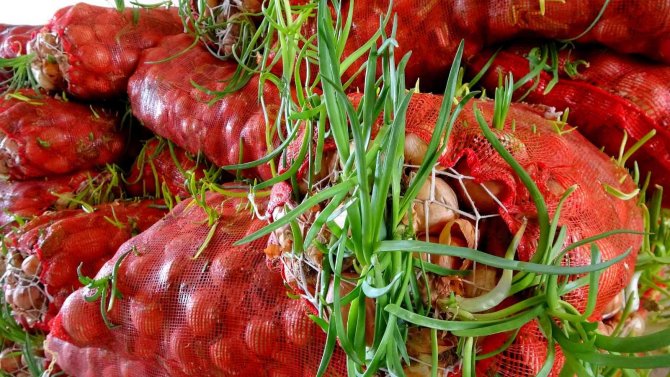 Çimlenmiş Soğan, Patates Ve Sarımsak Seferberliği