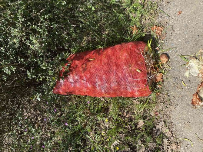 Pendik’te Çuval Çuval Soğan, Ormana Atılmış Halde Bulundu