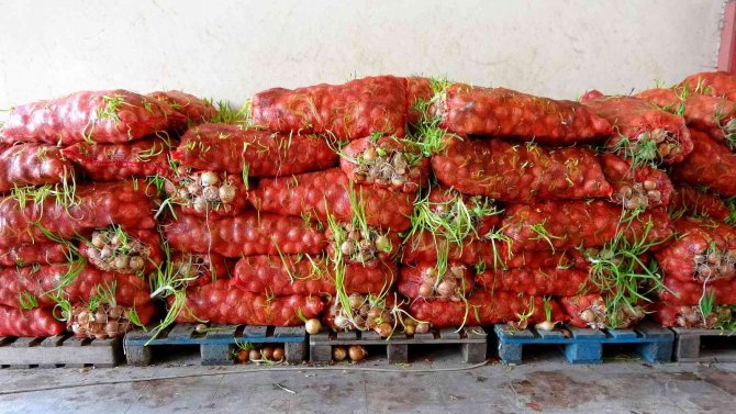 Çimlenmiş Soğan, Patates Ve Sarımsak Seferberliği