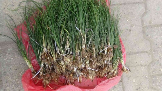 Bu Otun Kilosu Bin Liradan Yok Satıyor