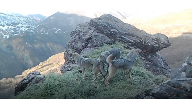 Tunceli’nin Zengin Yaban Hayatı Fotokapan Ve Kamerayla Görüntülendi