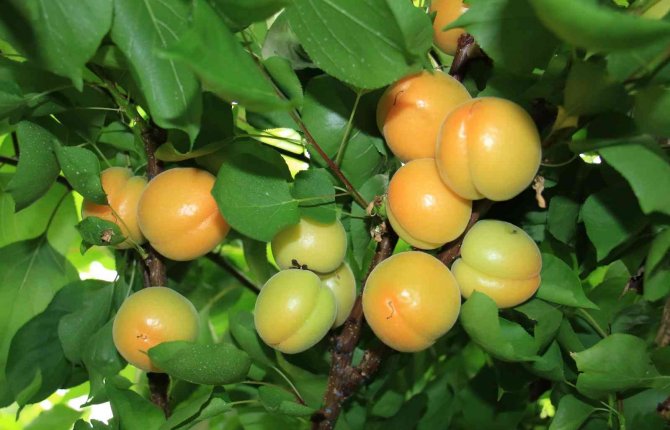 Turfanda Kayısılar, Katar Ve Dubai Yolcusu