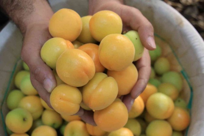 Turfanda Kayısılar, Katar Ve Dubai Yolcusu