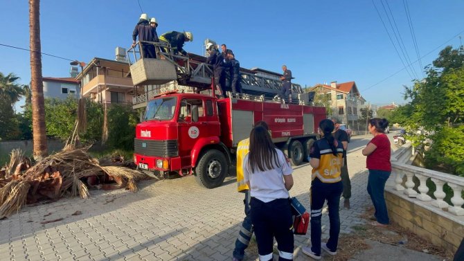 Budamak İçin Çıktığı Palmiye Ağacında Hayatını Kaybetti