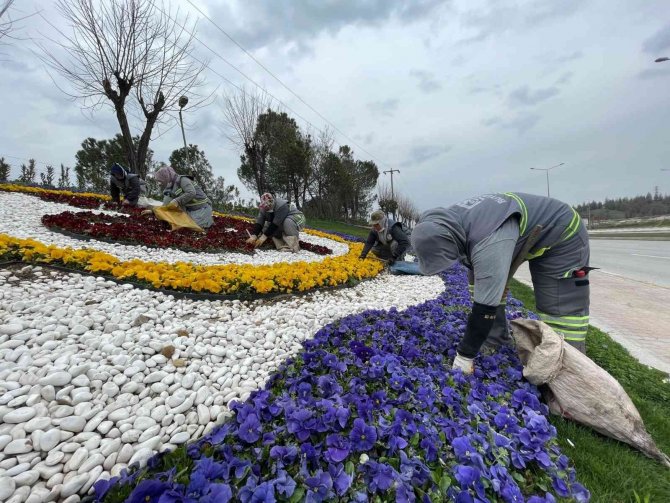 Çiçek Açan 1,5 Milyon Hercai Denizli’ye Baharı Getirdi