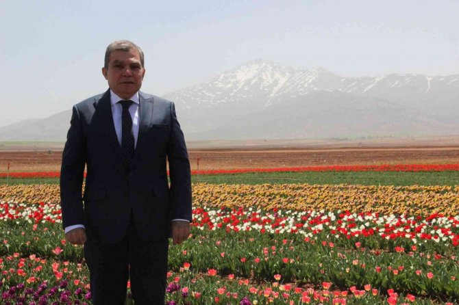 Açan Laleler Tarlayı Renk Cümbüşüne Çevirdi