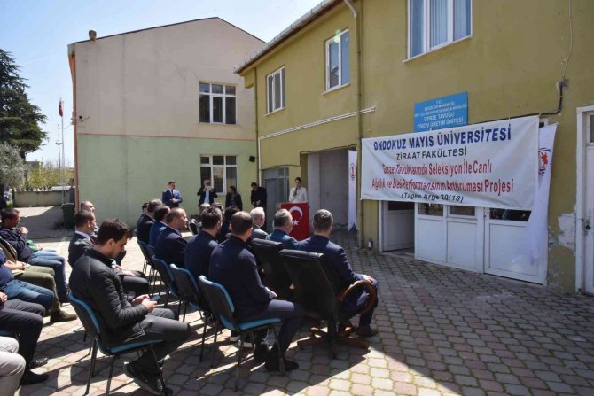 Omü Projesiyle, Sinop Gerzeli Çiftçilere ‘Gerze Tavuğu’ Dağıtıldı