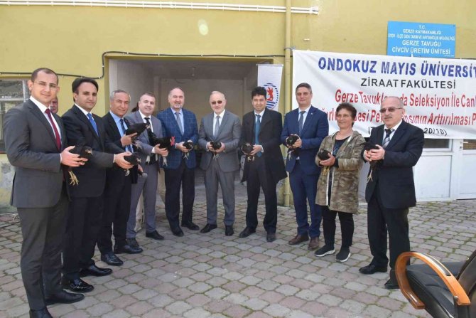 Omü Projesiyle, Sinop Gerzeli Çiftçilere ‘Gerze Tavuğu’ Dağıtıldı