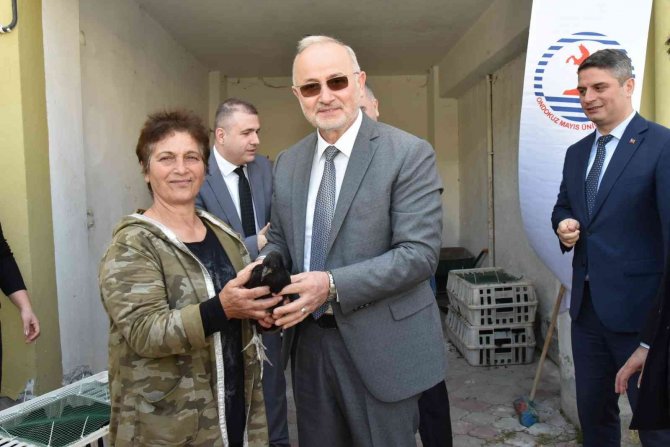 Omü Projesiyle, Sinop Gerzeli Çiftçilere ‘Gerze Tavuğu’ Dağıtıldı