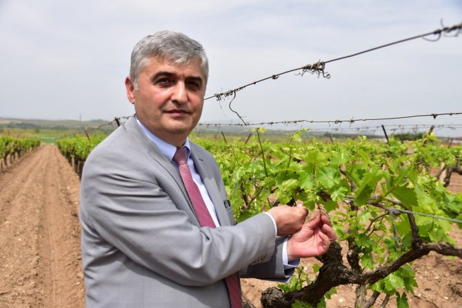 Üreticilerin Biyoteknik Mücadelesine Manisa Büyükşehir Desteği