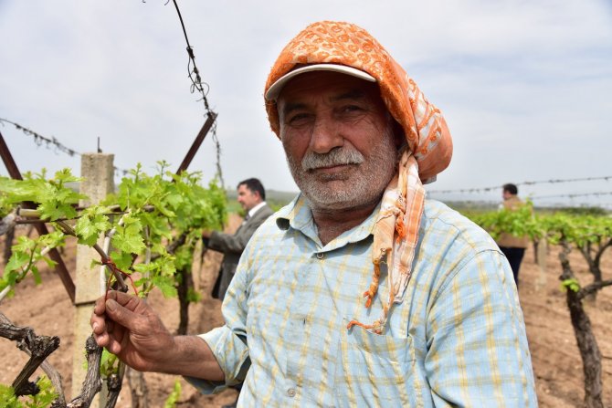 Üreticilerin Biyoteknik Mücadelesine Manisa Büyükşehir Desteği