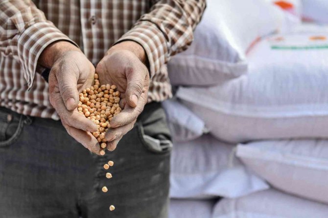 Abb’nin Nohut Tohumu Desteği Tamamlandı: Tohumlar 125 Bin Dekarlık Tarım Arazisiyle Buluşacak