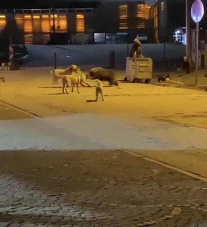 Uludağ’da Yemek Aramaya İnen Ayıların Köpek Sürüsü İle Kavgası Kameralarda