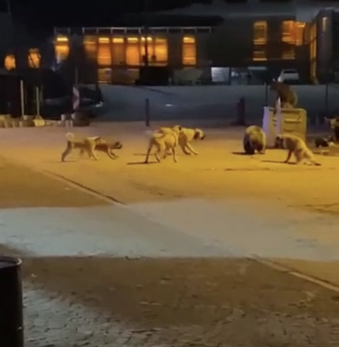 Uludağ’da Yemek Aramaya İnen Ayıların Köpek Sürüsü İle Kavgası Kameralarda