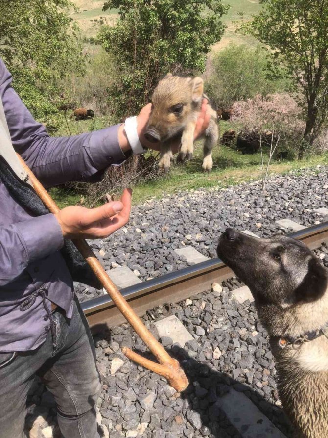 Peşine Takılan Yavru Yaban Domuzunu Önce Sevdi, Daha Sonra Doğal Ortamına Bıraktı