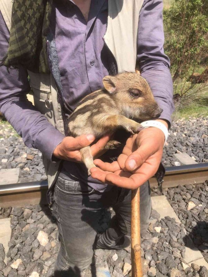 Peşine Takılan Yavru Yaban Domuzunu Önce Sevdi, Daha Sonra Doğal Ortamına Bıraktı