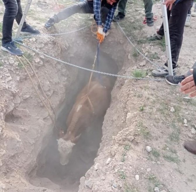 Kuyuya Düşen İnek, Afad Ekibi Tarafından Kurtarıldı