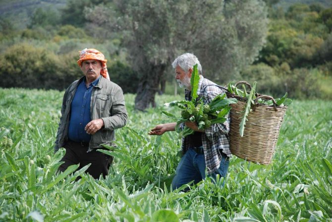Urla Enginarında Yüzde 50 Verim Düşüklüğü