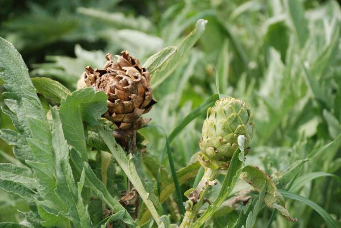 Urla Enginarında Yüzde 50 Verim Düşüklüğü