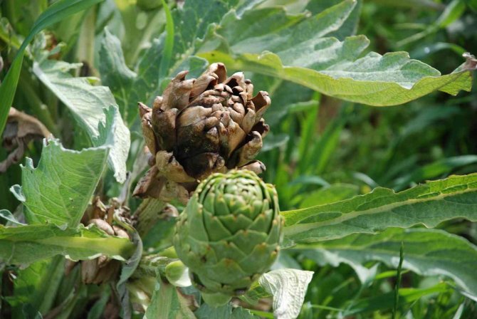 Urla Enginarında Yüzde 50 Verim Düşüklüğü