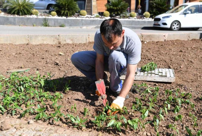 Konyaaltı Çiçeklerle Süsleniyor