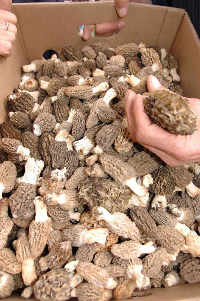 Köylüler Ormandan Topluyor, Kilogramı 300 Liradan Satılıyor