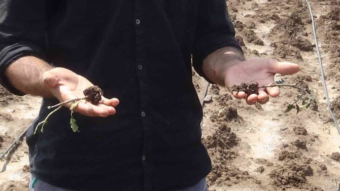 Dolu Yağışı Ekili Arazileri Vurdu