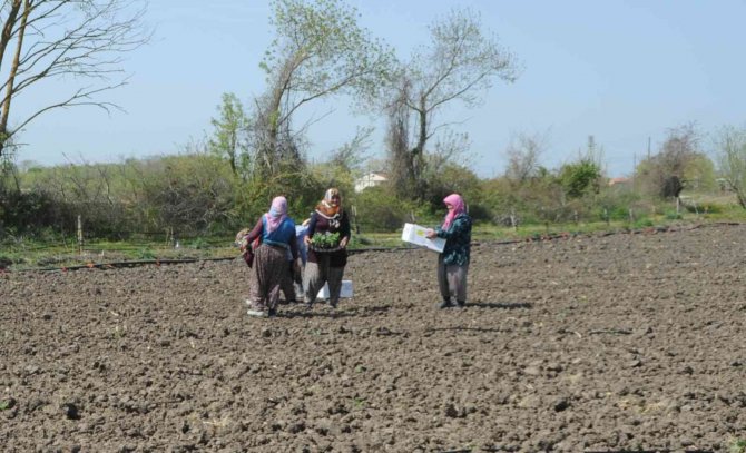 Bafra Ovası’nda Karpuz Fideleri Toprakla Buluştu