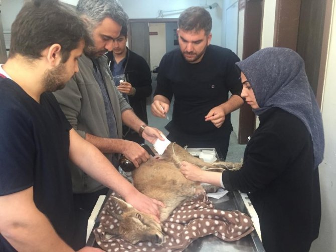 Köylüler Tarafından Yaralı Bulunan Yabani Dağ Keçisi Tedavi Altına Alındı