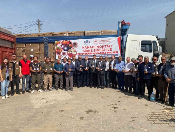 Ei̇b, Kirazda Sirke Sineğine Karşı 50 Bin Tuzak Kuracak