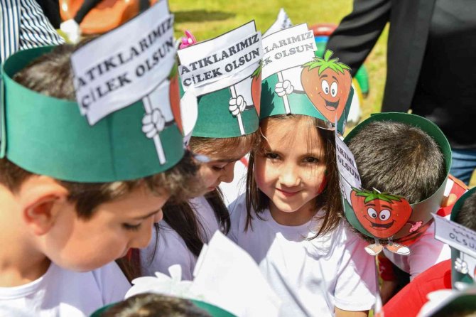 Kompostlar Toplanıyor Çilekler Büyüyor