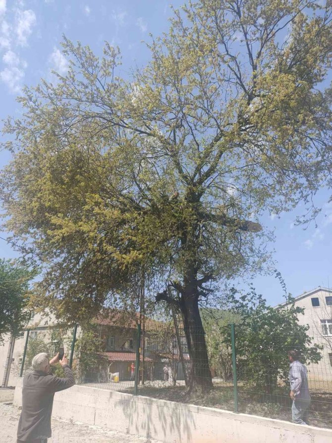 Uğuruna Cinayet Bile İşlenen Yolu Açmak İsterken Öldü