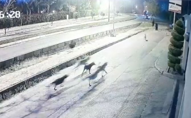 Aynı Yerde 10’u Geçkin Köpeğin Bebek Arabalı Aile Ve Vatandaşlara Kabus Yaşattığı Anlar Kamerada
