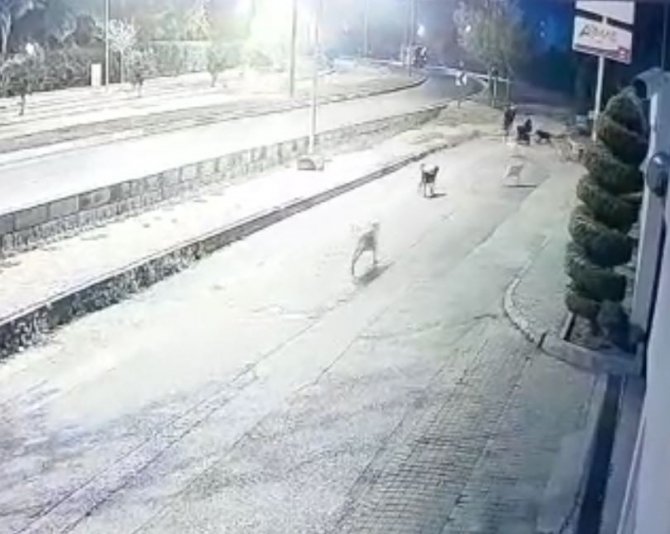 Aynı Yerde 10’u Geçkin Köpeğin Bebek Arabalı Aile Ve Vatandaşlara Kabus Yaşattığı Anlar Kamerada