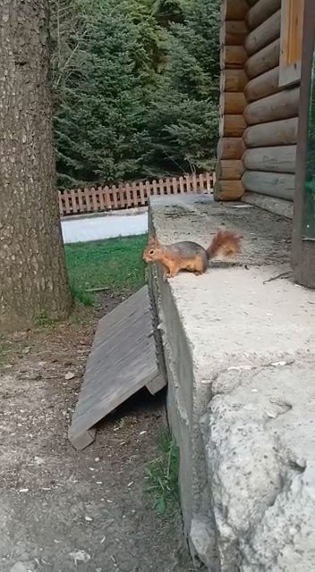 Gölcük Tabiat Parkı’ndaki Sincap Tatilcilerin Maskotu Oldu