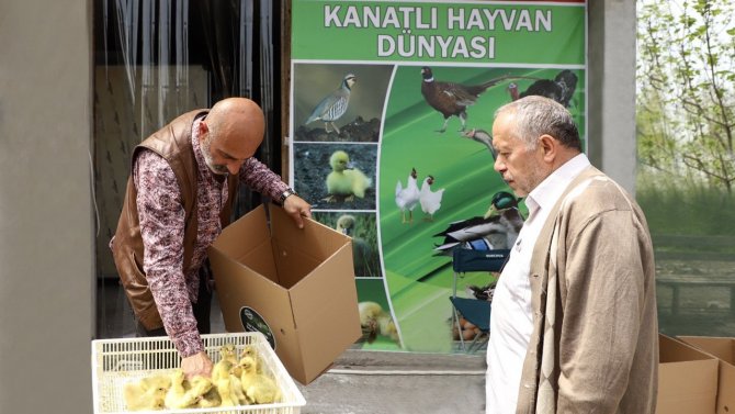 Çarşamba’da Üreticiye 2 Bin Kaz Yavrusu Desteği