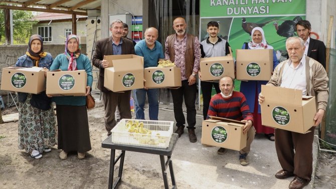 Çarşamba’da Üreticiye 2 Bin Kaz Yavrusu Desteği