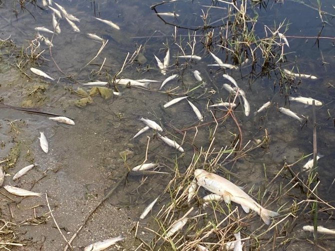 Dicle Nehri’nde Telef Olan Binlerce Balık Su Yüzeyine Çıktı