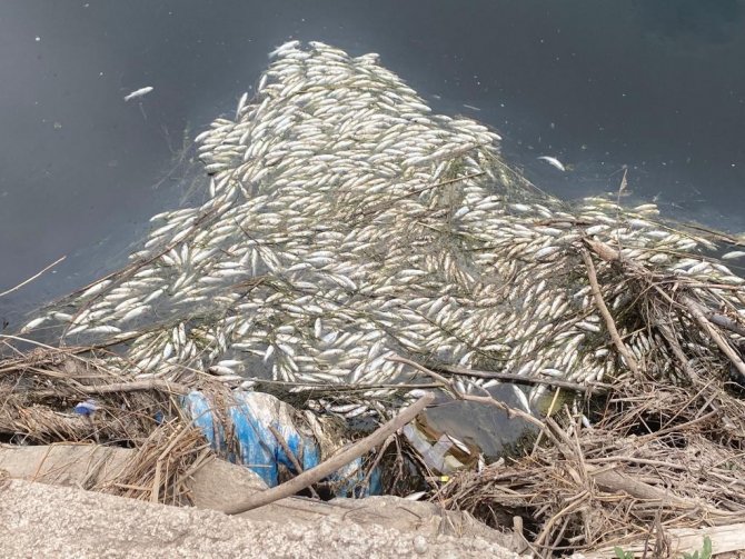 Dicle Nehri’nde Telef Olan Binlerce Balık Su Yüzeyine Çıktı