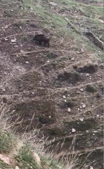 Elazığ’da Domuz Ve Yavruları Görüntülendi