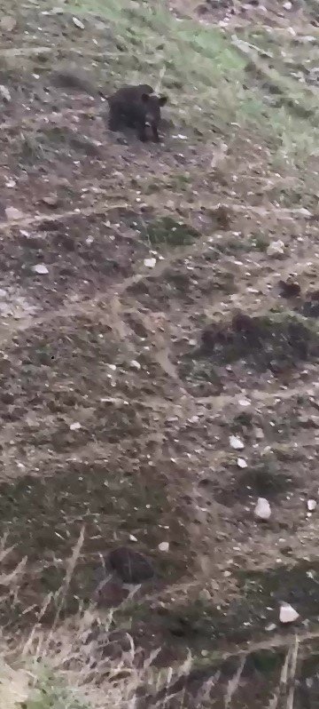 Elazığ’da Domuz Ve Yavruları Görüntülendi