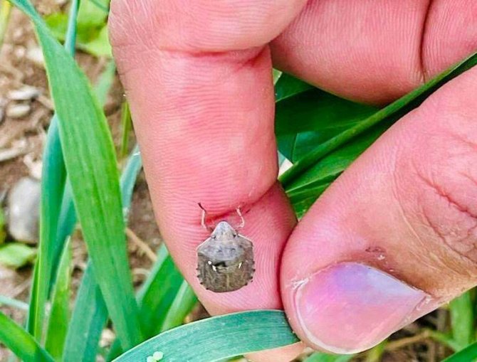 Emet’te Süne Zararlısı İle Mücadele Çalışmaları