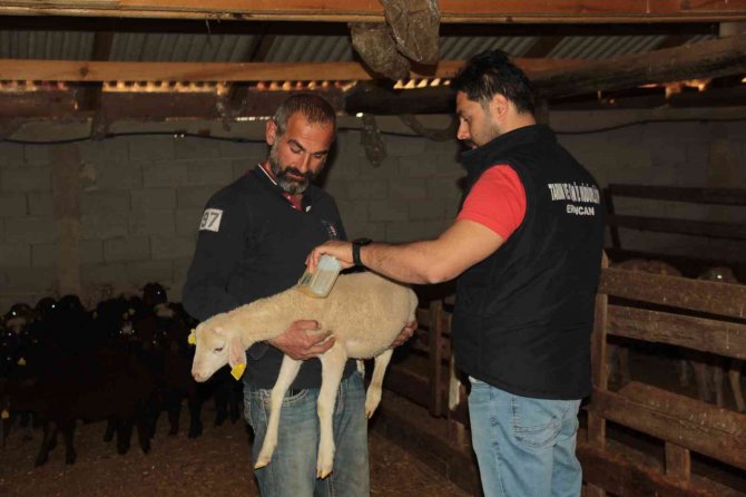 Küçükbaş Hayvanlar Kenelere Karşı İlaçlanıyor