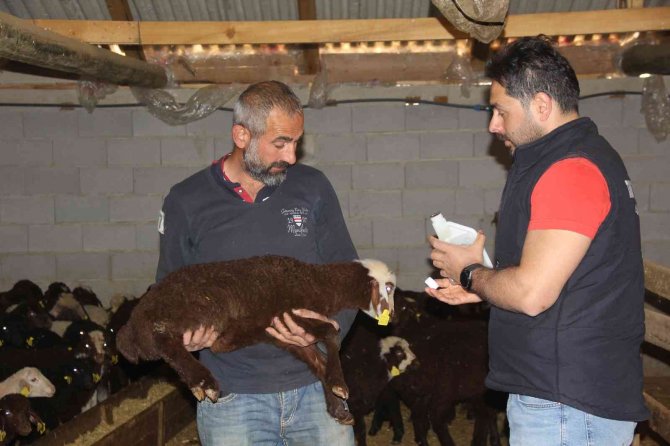 Küçükbaş Hayvanlar Kenelere Karşı İlaçlanıyor