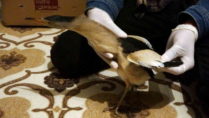 Yüksekova’da Nesli Tükenmekte Olan ’Balaban Kuşu’ Bulundu