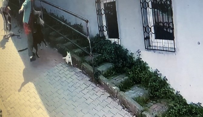 İ̇stanbul’da Korku Dolu Pitbull Saldırısı Kamerada: Köpeğini Parka Götüren Kadın Dehşeti Yaşadı