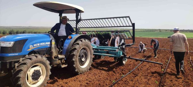 Kilis’te ’Zabaran Patlıcanı’ Dikimi Başladı