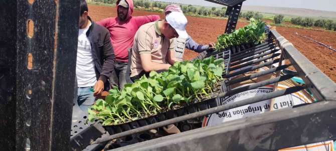 Kilis’te ’Zabaran Patlıcanı’ Dikimi Başladı