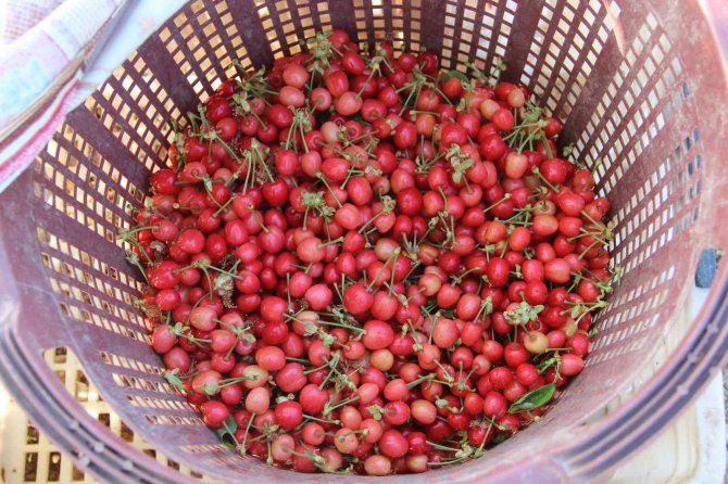 Fiyat Beklentisi 30 Tl