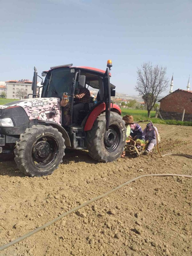 Selendi’de Tütün Üreticisinin Tatlı Telaşı Başladı